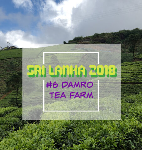 斯里蘭卡 | 2018年最期待之旅(六) 喝茶控必訪鍚蘭茶園